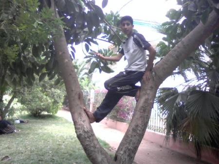 walid